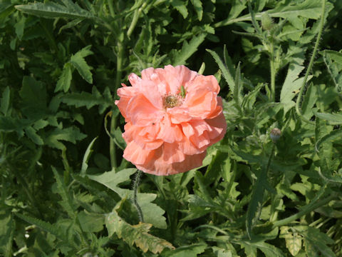 Papaver rhoeas cv. Angels Choir