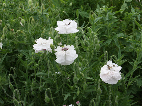 Papaver rhoeas cv. Angels Choir