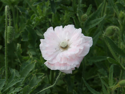 Papaver rhoeas cv. Angels Choir