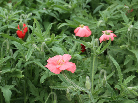 Papaver rhoeas cv. Angels Choir