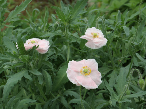 Papaver rhoeas cv. Angels Choir