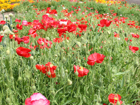 Papaver rhoeas