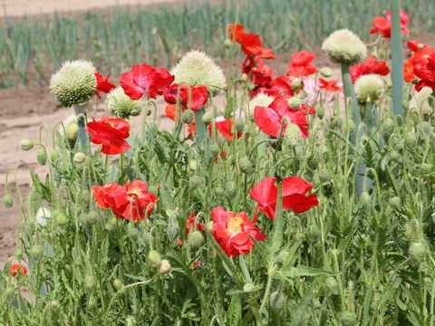 Papaver rhoeas