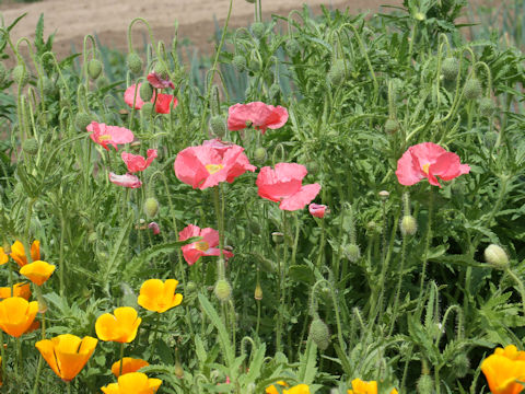 Papaver rhoeas