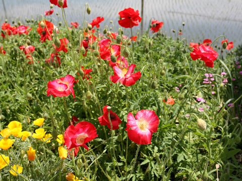 Papaver rhoeas