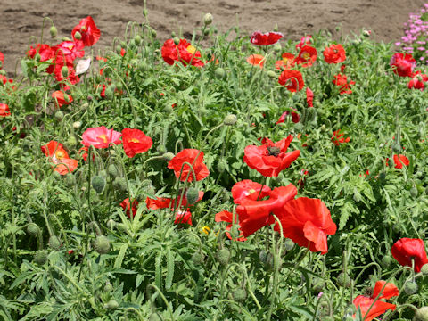 Papaver rhoeas