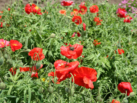 Papaver rhoeas