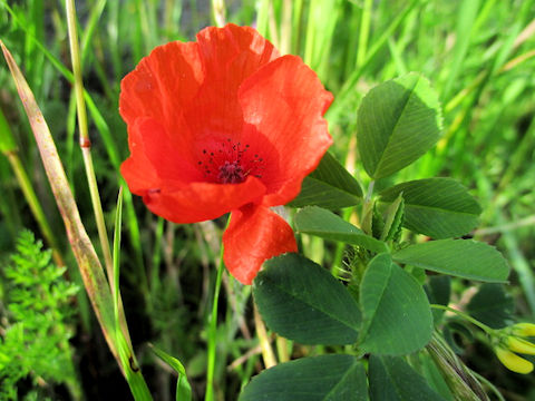 Papaver rhoeas