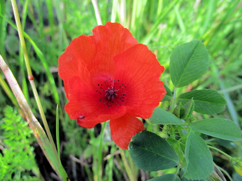 Papaver rhoeas