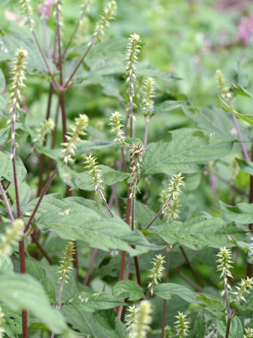 Achyranthes fauriei