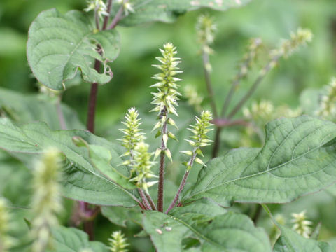 Achyranthes fauriei