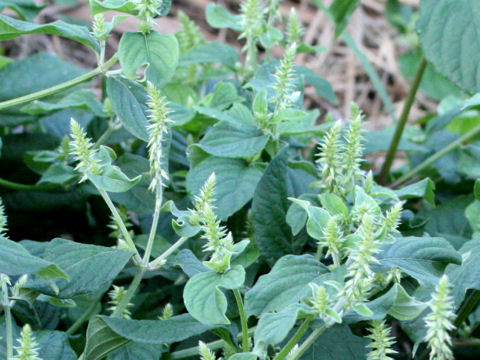 Achyranthes fauriei