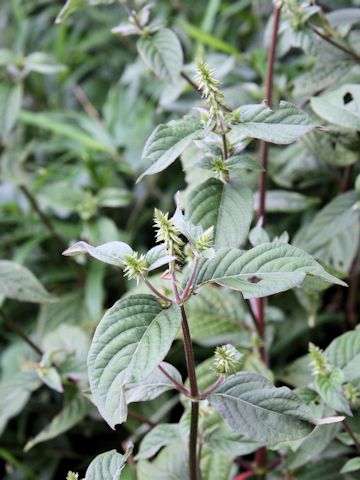 Achyranthes fauriei