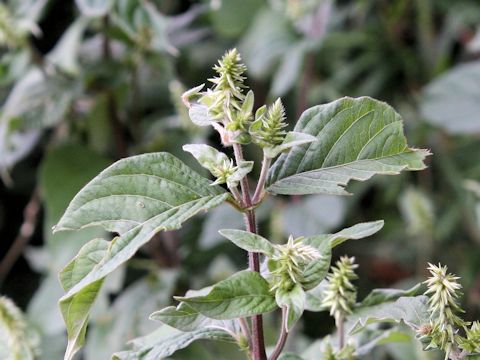 Achyranthes fauriei