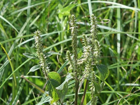 Achyranthes fauriei