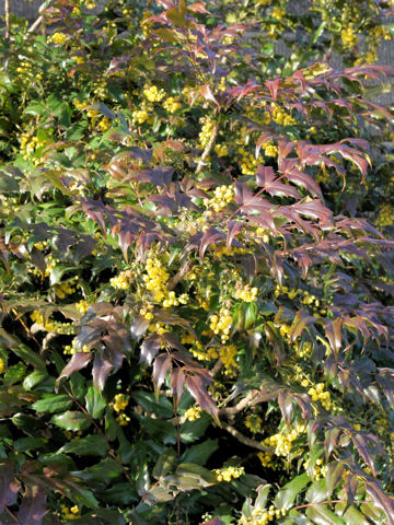 Mahonia japonica