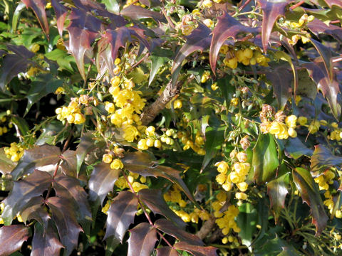 Mahonia japonica