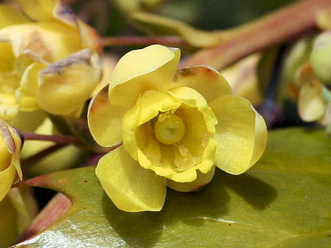 Mahonia japonica