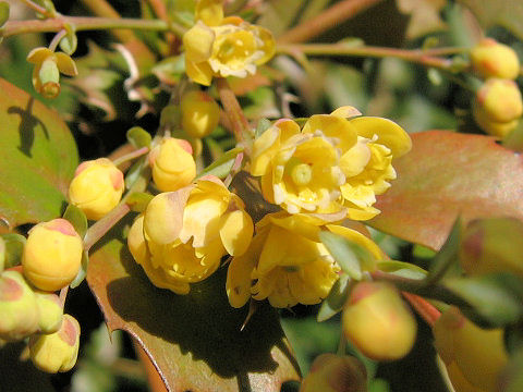 Mahonia japonica