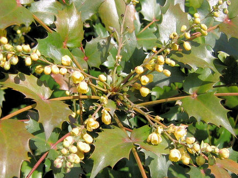 Mahonia japonica