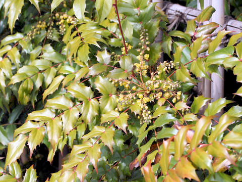 Mahonia japonica