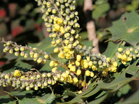 Mahonia japonica