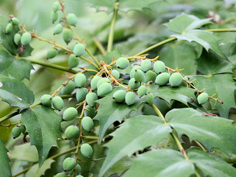 Mahonia japonica