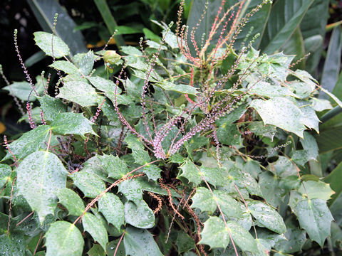 Mahonia japonica