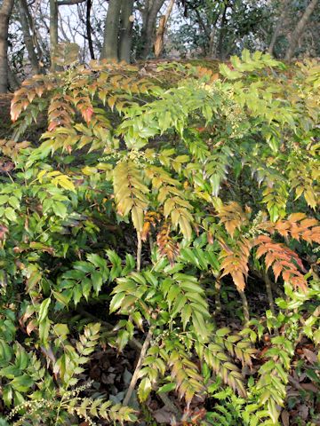 Mahonia japonica