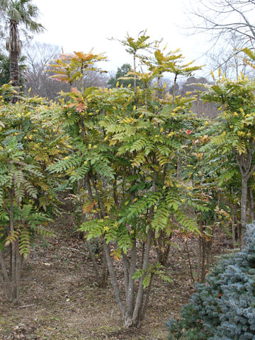 Mahonia japonica