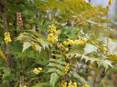 Mahonia japonica