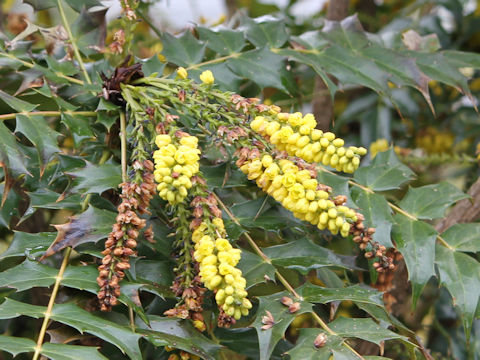 Mahonia japonica