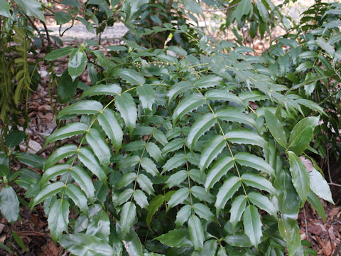 Mahonia japonica