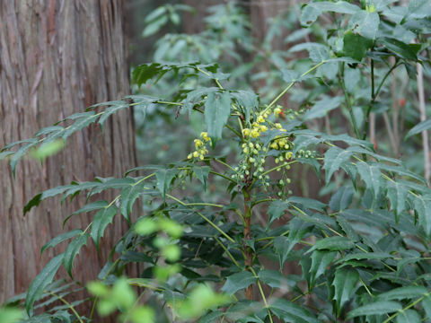 Mahonia japonica