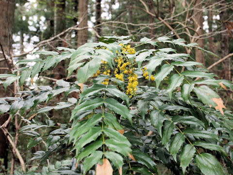 Mahonia japonica