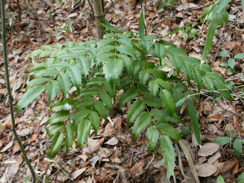 Mahonia japonica