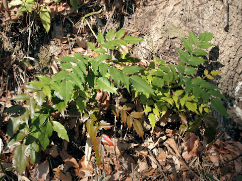 Mahonia japonica