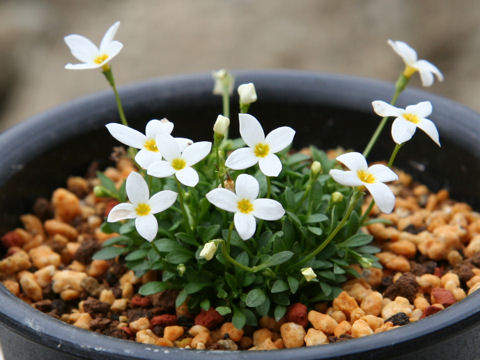 Houstonia caerulea