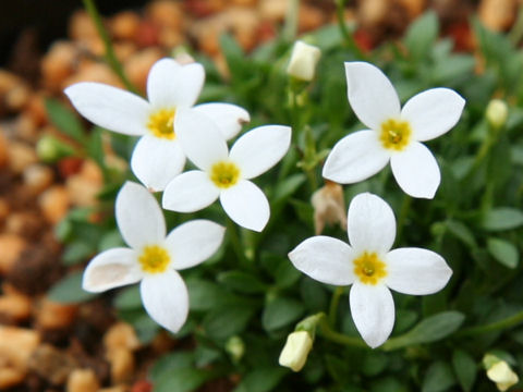 Houstonia caerulea