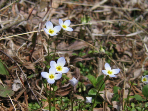 Houstonia caerulea