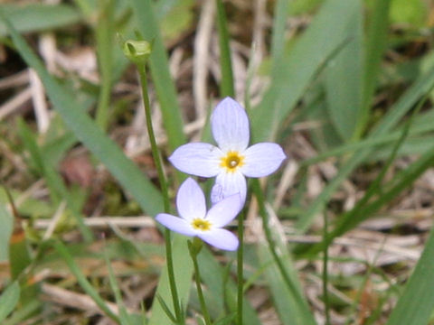 Houstonia caerulea