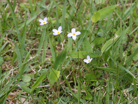 Houstonia caerulea