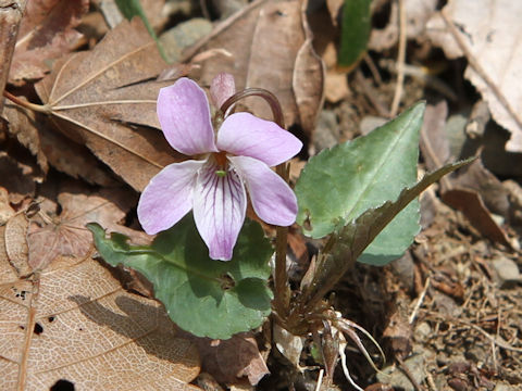 Viola takedana