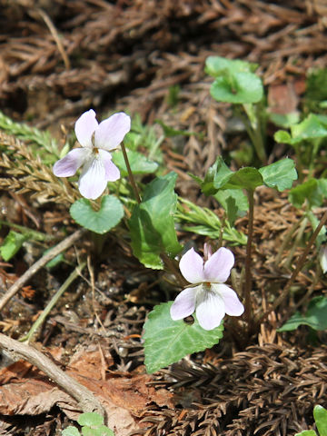 Viola takedana