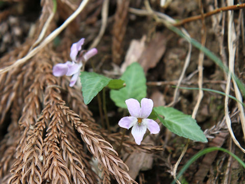 Viola takedana