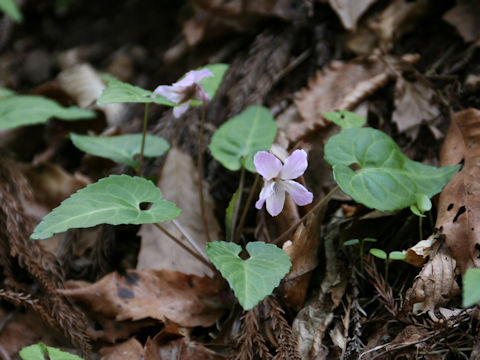 Viola takedana