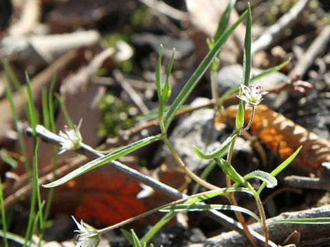 Pseudostellaria heterantha var. linearifolia