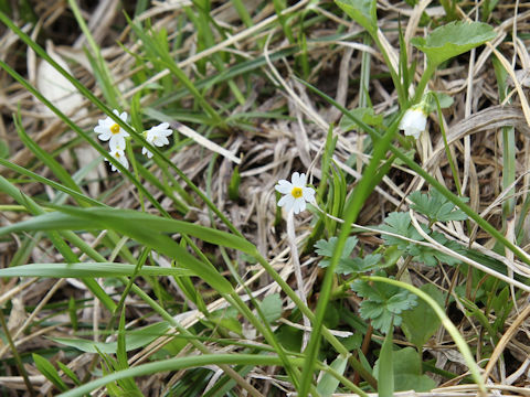 Primula nipponica