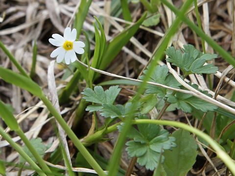 Primula nipponica