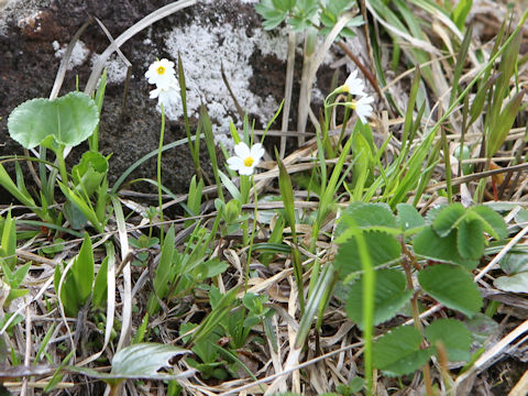 Primula nipponica